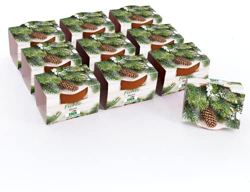 Bull & Bear 10er Set Mini Pflanzset Fichte, Fichtensamen im Topf 4,5cm, Baum Anzuchtset mit Pflegeanleitung