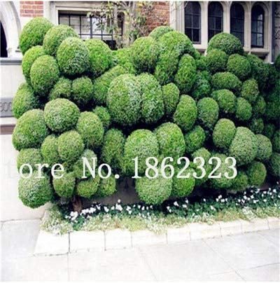 Bloom Green Co. Bonsai 50 Pz giapponese Ginepro Bonsai Starter Albero Juniperus Procumbens Nana Pianta in Vaso per la casa & Ampere; Garten Facile da coltivare: 12