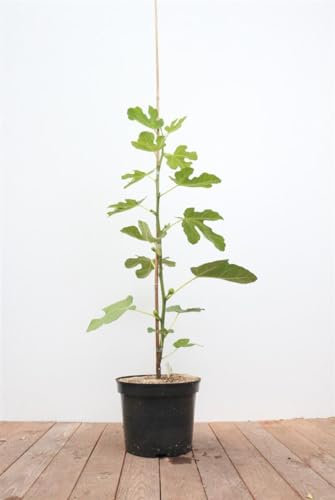 Ficus carica 100–125 cm – Mehrjährig & Pflegeleicht – Feige – Obstgehölz für Kübel & Garten