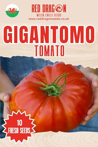 Gigantomo F1 Tomato Seeds - 10 Fresh Gigantomo F1 Tomato Seeds