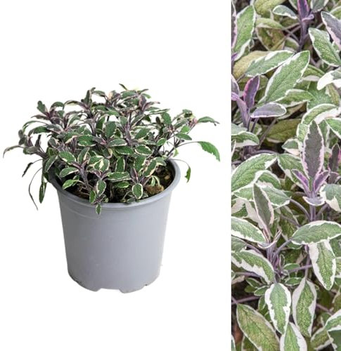 Carbeth Plants - 1 x Sage Tricolour Herb Plant in 14cm Pot - Fresh Edible Easy to Grow Variegated Salvia Officinalis Tricolor - Aromatic Garden Ready Evergreen Herb Shrub to Flavour Your Cooking