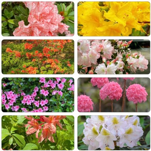 rhododendron sommerblumen rankpflanze biosaatgut gartendeko für draußen topfpflanzen echt blumenstauden winterhart bonsai topf blüten azalee winterhart büropflanzen frühlingsblumen 400samen
