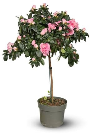 Attitude Jardin - Azalea indica stelo - pianta d'appartamento - 70-80 cm - ⌀ 19 cm - fiore rosa