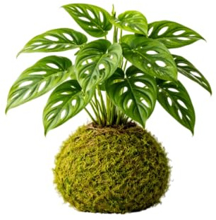 Kokedama Tradicional Japonesa Monstera Monkey Leaf | Planta Natural Viva DECOALIVE