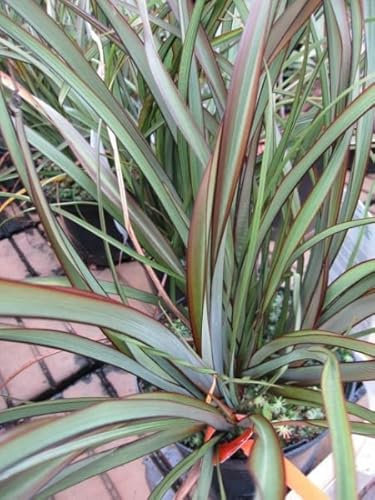 Neuseelandflachs Tom Thumb - Phormium tenax Tom Thumb (40-60)