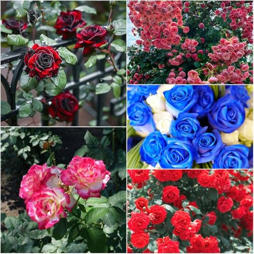 rosas - semillas de balcón rosas perfumadas, aroma fuerte, resistentes para las rosal trepador balcón semillas trepadoras resistentes 1000pcs