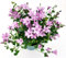 POWERS TO FLOWERS - CAMPANULA ROSA A FIORE SEMPLICE, VASO 12CM DIAMETRO, pianta vera