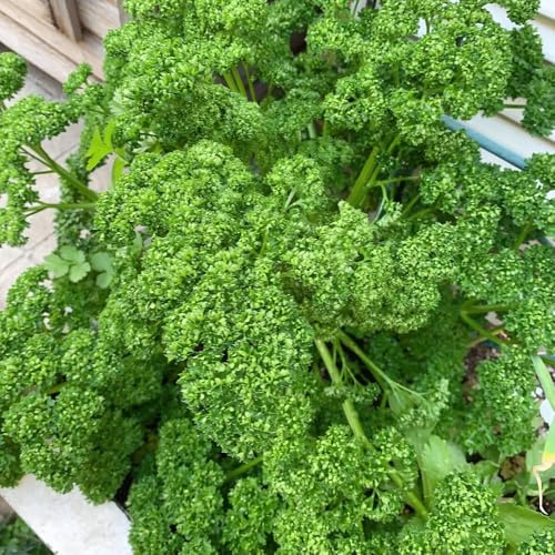 Semi di prezzemolo, antiche varietà semi da giardino 600pcs