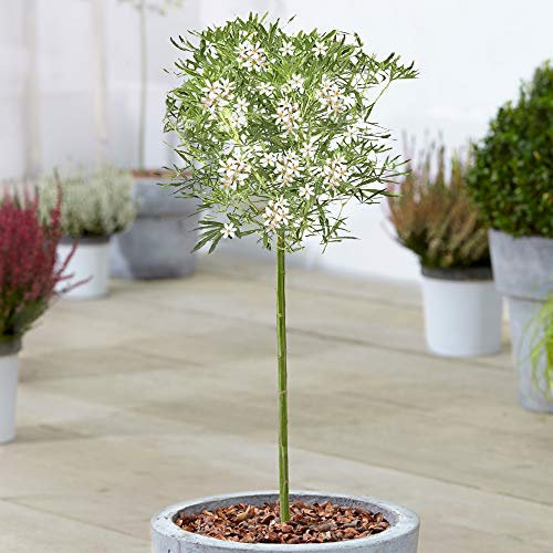 Choisya White Dazzler Tree | Potted Mexican Orange Evergreen Ornamental Trees | Patio Standard Stem Specimen (70-80cm (Incl. Pot))
