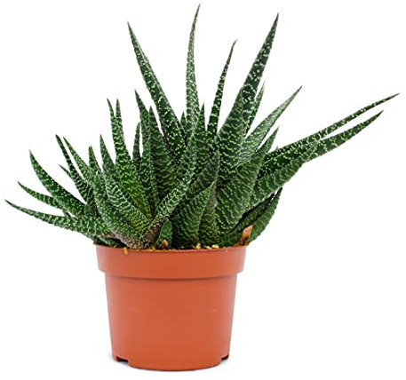 Gasterhaworthia Royal Highness Plantas Suculentas y Cactus Natural