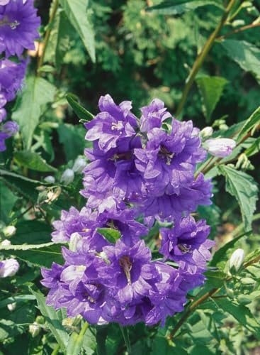 Campanula trachelium 'Bernice' 11x11 cm Topf – Winterhart, Mehrjährig, Pflegeleicht – Nesselblättrige Glockenblume – Staude für Beet & Garten