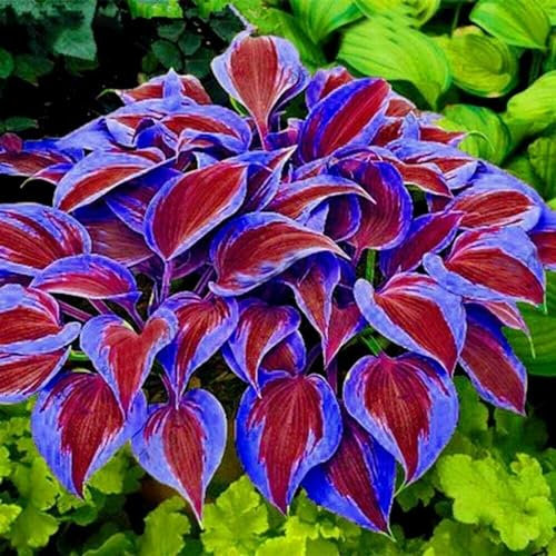 Hosta/Crop for Planting Now UK/Strong Plants That Grow Well/Mix Golden Jade Carving Feels