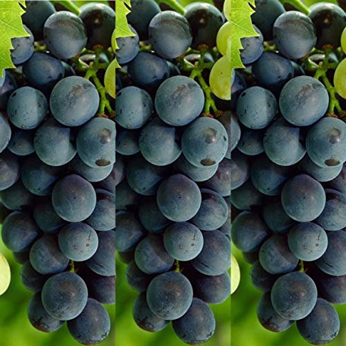 Carbeth Plants 3X Grape Vitis Boskoop Glory in 9cm Pots