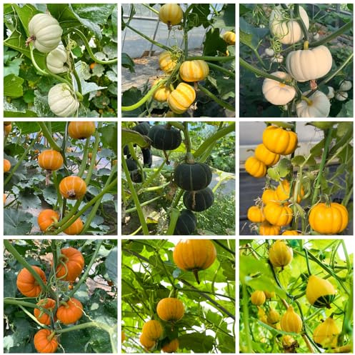 kürbissamen bio - stauden winterhart mehrjährig alte sorten gemüsesamen indoor hochbeet balkon deko 120pcs