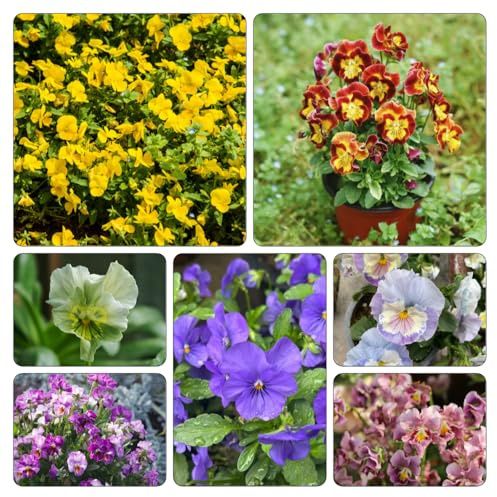 semi viola cornuta - balcone parterre riverdimento tetti decorazioni giardino 600pcs
