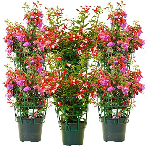 Fucsia (6 PIANTE) - Fiori NON commestibili - Azienda agricola Carmazzi