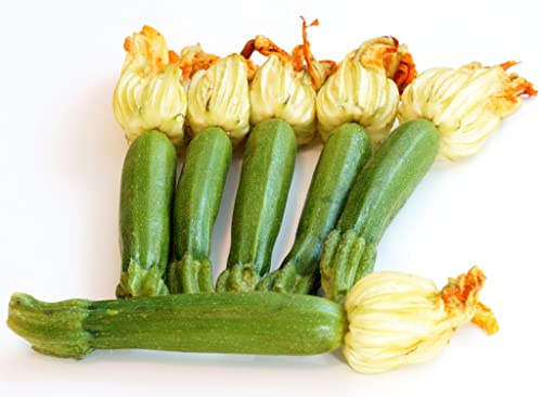 Zucchini Ortolana di Faenza - Kürbis - 20 Samen