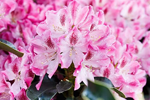 Rhododendron Hybr. 'Helen Martin' 60-70 cm - Rhododendron, rosa Blüten, Blütezeit Mai-Juni, ideal für Halbschatten, immergrün, pflegeleicht