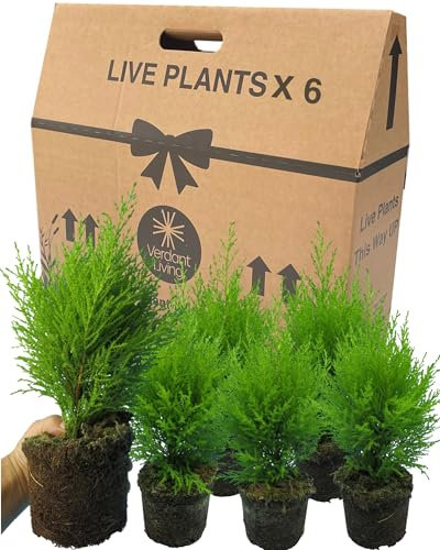 6 Small Conifers for Pots - Grown in Large 1Ltr Pots. Easy Care, Established Ornamental Hardy Garden Ready Evergreen Cupressus Goldcrest Wilma. Perfect as a Centrepiece in Baskets, Tubs & Patio Pots.