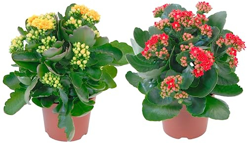 Dos Kalanchoe Calandiva Naturales - Plantas Ideales para Decorar Cualquier Rincón de la Casa