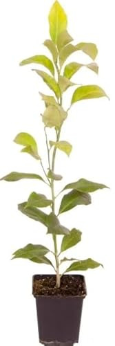 Árbol de Lima Natural Cultiva tus Propias Delicias Cítricas