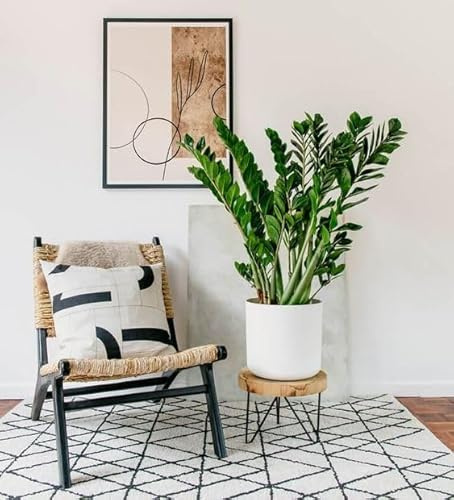 Planta Natural Zamioculcas, Planta de Interior