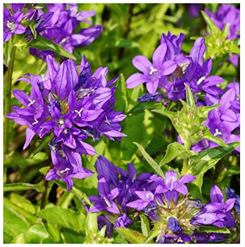 Teppichglockenblume Campanula portenschlagiana `Birch` dunkelviolette Blüte Staude im 0,5 Liter Topf
