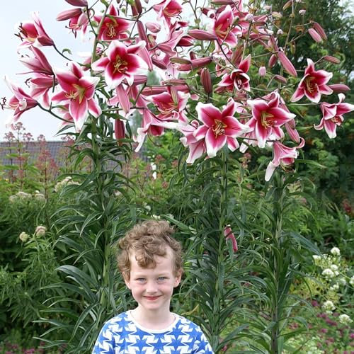 Friso Gigli dei Giganti (3 pezzi), bulbi di fiori resistenti al gelo provenienti dall'Olanda per piantare in giardino (grandi bulbi, non semi, non artificiali) (Friso)