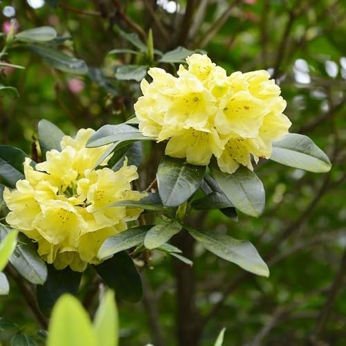 100pcs Fresh Rhododendron Flower Seeds
