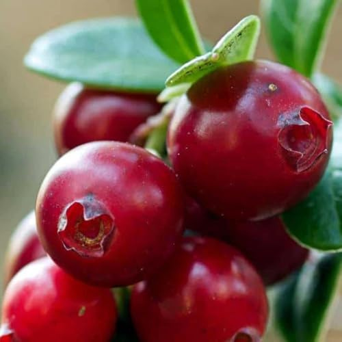 PIANTA DI MIRTILLO ROSSO CRANBERRY PILGRIM in vaso 16/18