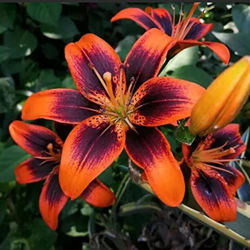 bulbi di giglio, decorazioni giardino esterni roccioso 3pcs