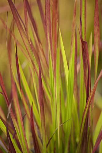 Imperata cylindrica 'Red Baron' 9x9 cm Topf – Mehrjährig, Pflegeleicht – Japanisches Blutgras – Ziergras für Kübel & Rabatte