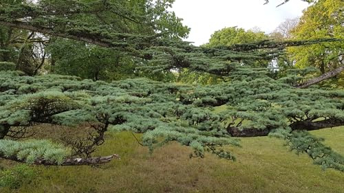 Cedrus libani/Cèdre du Liban/Conteneur de 3 à 4 litres/Conifère