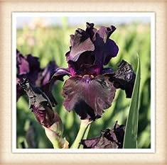 Bulbes d'iris, posture familiale douce et gracieuse, fleurs artificielles, fleurs délicates – 1,4 bulbes : emballage de graines uniquement