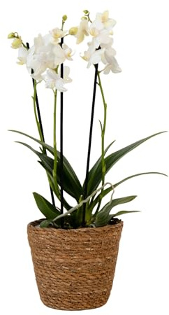 Plant in a Box - Orquídea mariposa - Phalaenopsis Multiflora en cesta decorativa - Altura 35-45cm - Maceta 12cm - Planta de interior con flor - Apta para gatos