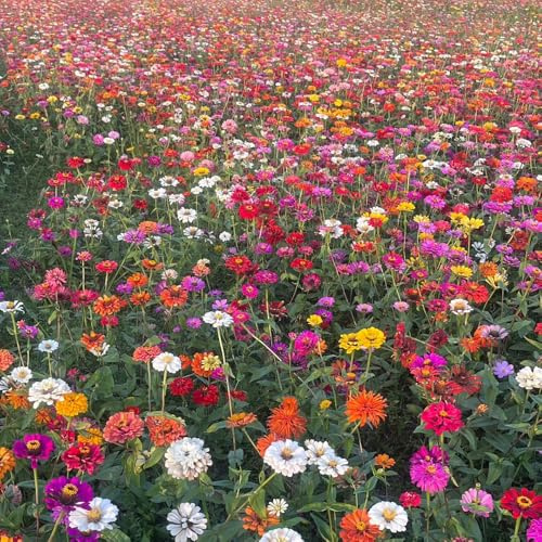 Semi di fioricampo, semi di prati fioriti, biologici esotiche le da giardino roccioso 5000pcs