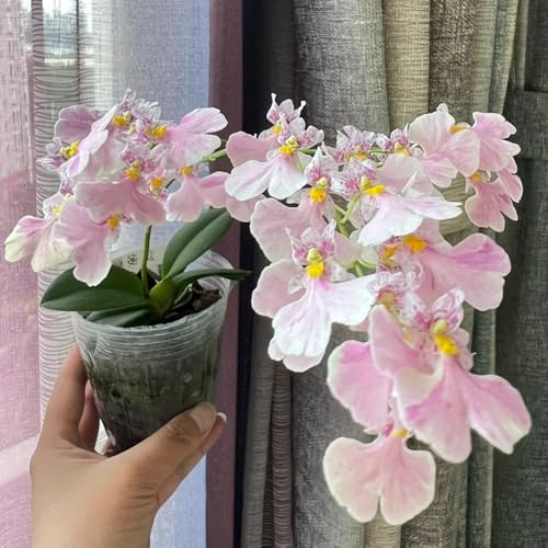 semi di orchidea oncidium - perenne resistente tappezzante primaverile, selvatici per aiuole rialzate per luoghi soleggiati, aiuole rialzate 600pcs
