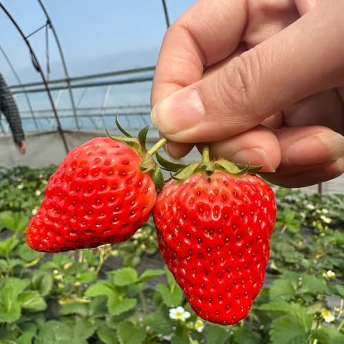 erdbeeren erdbeer, säulenobstbäume erdbeersamen balkon säulenobst balkonpflanzen, topfpflanzen draußen winterhart deko 200samen