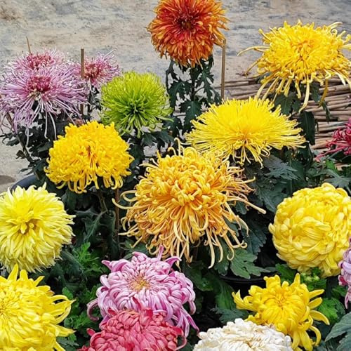 semi di crisantemo - crisantemi Arredamento del soggiorno con rialzata crisantemo semi di per balcone balcone in vaso Decorazioni 225semi