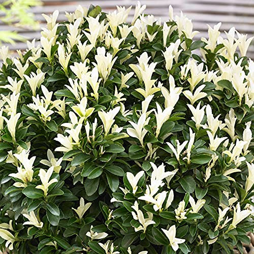 Euonymus Paloma Blanca - Japanese Spindle | Evergreen Potted Garden Shrub (15-30cm Incl. Pot)