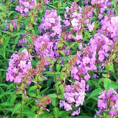 6 x Phlox maculé 'Alpha' - Phlox Maculata 'Alpha' - Godet 9x9 cm, Fleurs Rose Vif, Attractif pour les Abeilles