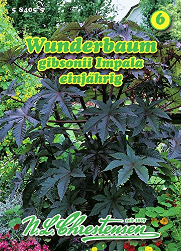 Ricinus gibsonii, Wunderbaum, lmpala rotstielig N.L.Chrestensen Samen 584055-B