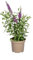 Buddleja Davidii Purple - cespuglio delle farfalle - 40-50cm - Ø19cm - Pianta da giardino
