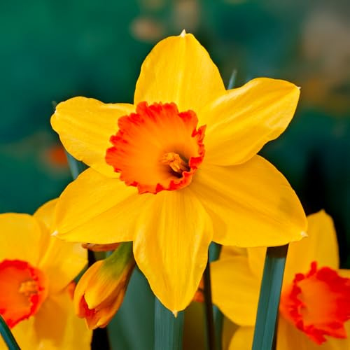 5 Bulbos de Narcissus (Narcisos) trompeta ‘Red Devon’ | 14/16 cm de circunferencia | Bulbos de los mejores productores holandeses | Selección exclusiva y control de calidad | Floración garantizada.