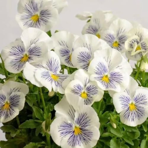 semillas de pensamiento - perennes resistentes jardín interior 350pcs