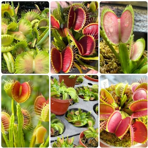 fleischfressende fliegenfallen - fliegenfalle - winterharte garten fliegen seltene, wohnzimmer deko zimmerpflanzen 200samen
