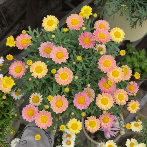 semillas de margarita - interior, resistentes para la decoración del jardín, raras 1000pcs