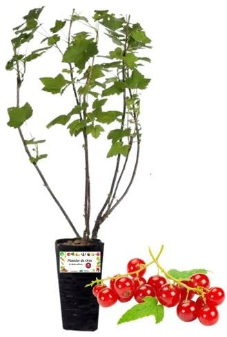 P. Piantine da Orto | Ribes Rosso, Vaso da 2L, Pianta Pronta per Il Trapianto, Pianta Vera da Orto, da Balcone e da Esterno, Vivaio Italiano