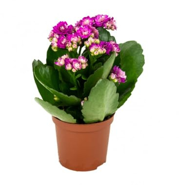 Kalanchoe con Flores el Toque Perfecto para tus Espacios