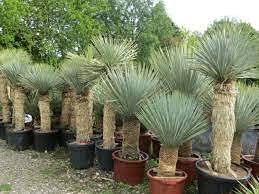 15pz YUCCA ROSTRATA Semi di piante di Aloe:Seeds only